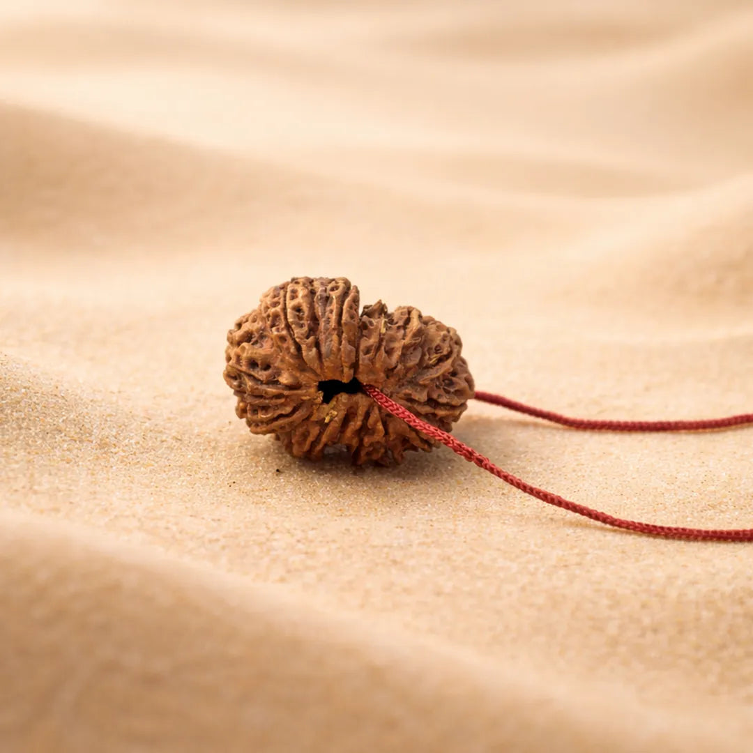 19 Mukhi Rudraksha energized and ready to wearNepali 19 Mukhi Rudraksha (Nineteen-Faced)