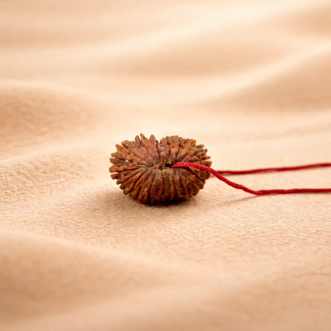 20 Mukhi Rudraksha energized and ready to wearNepali 20 Mukhi Rudraksha (Twenty-Faced)