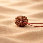 21 Mukhi Rudraksha energized and ready to wear