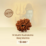 14 Mukhi Rudraksha with certification logo and text on a beige background