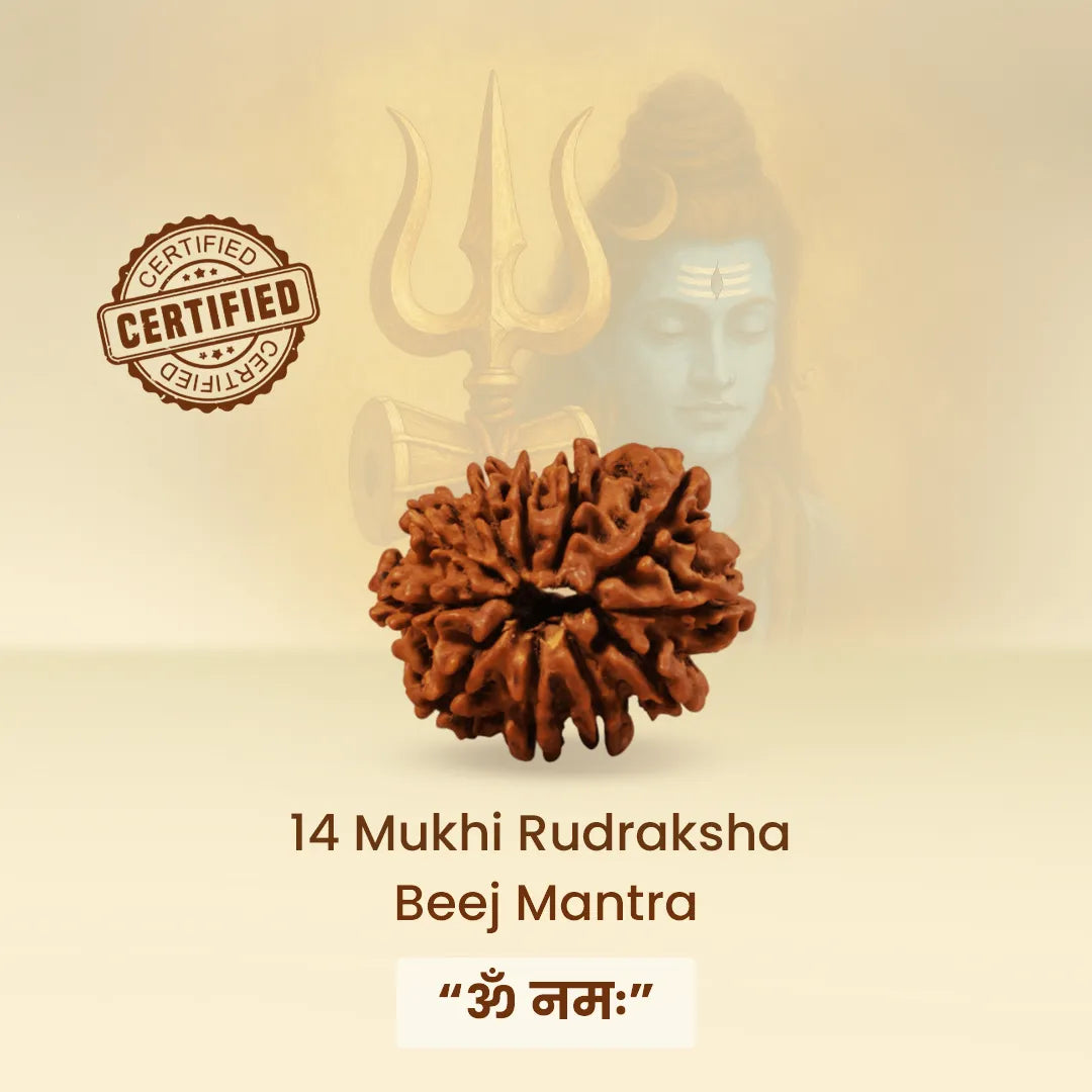 14 Mukhi Rudraksha with certification logo and text on a beige backgroundNepali 14 Mukhi Rudraksha (Fourteen-Faced)
