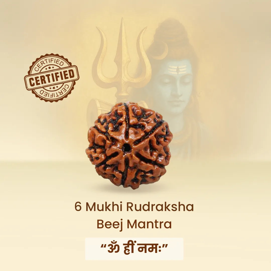 Nepali 6 Mukhi Rudraksha (Six Faced)