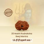 20 Mukhi Rudraksha energized and ready to wear