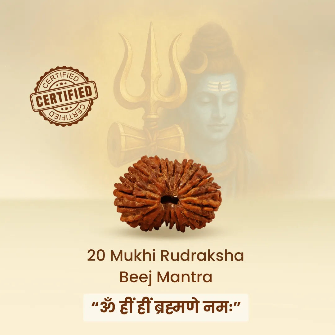 20 Mukhi Rudraksha energized and ready to wearNepali 20 Mukhi Rudraksha (Twenty-Faced)