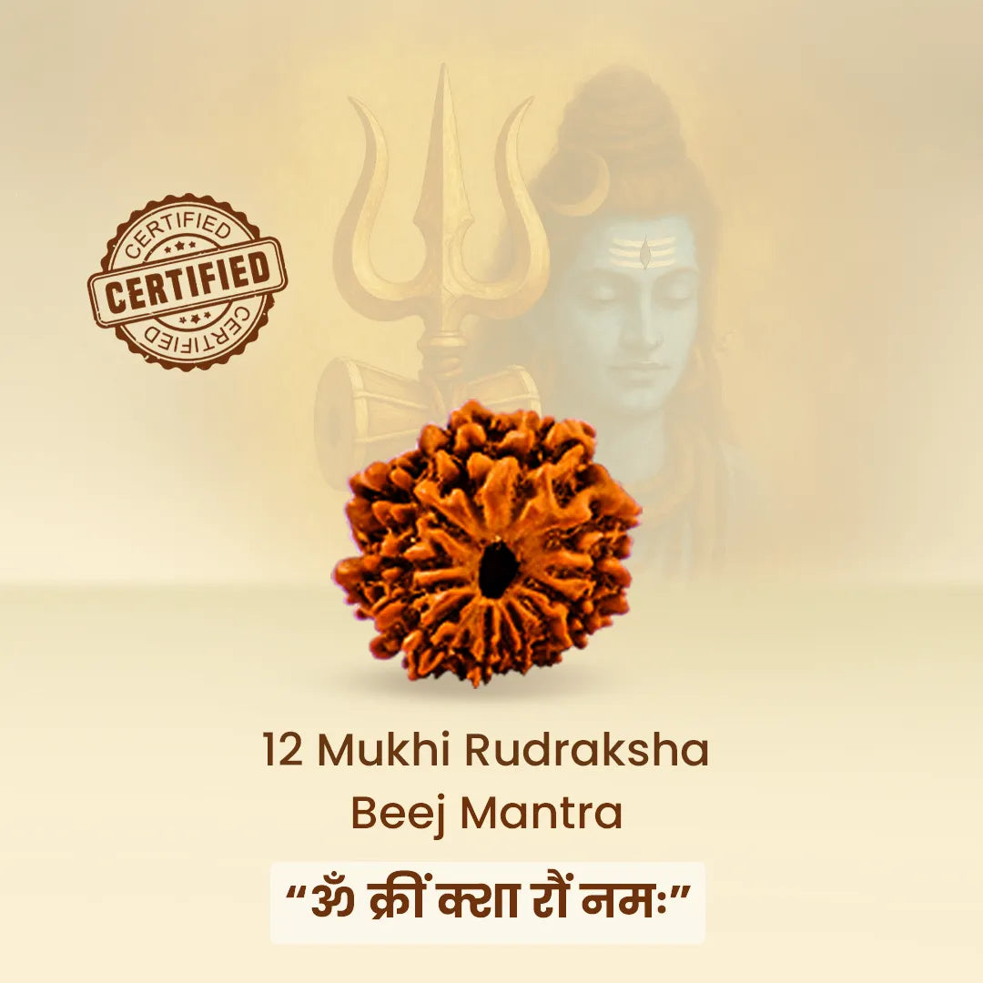 Nepali 12 Mukhi Rudraksha (Twelve Faced)Nepali 12 Mukhi Rudraksha (Twelve Faced)