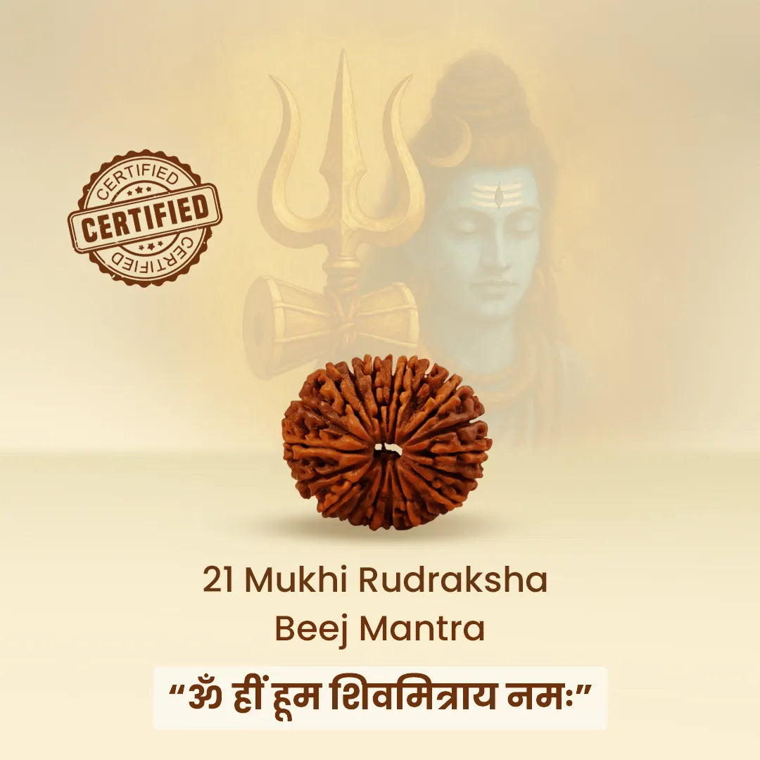 21 Mukhi Rudraksha energized and ready to wearNepali 21 Mukhi Rudraksha (Twenty-One Faced)