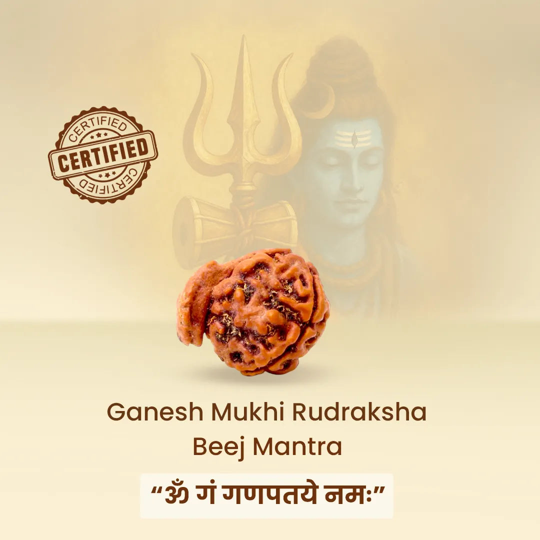 Ganesh Mukhi Rudraksha