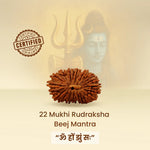 Nepali 22 Mukhi Rudraksha energized and ready to wear