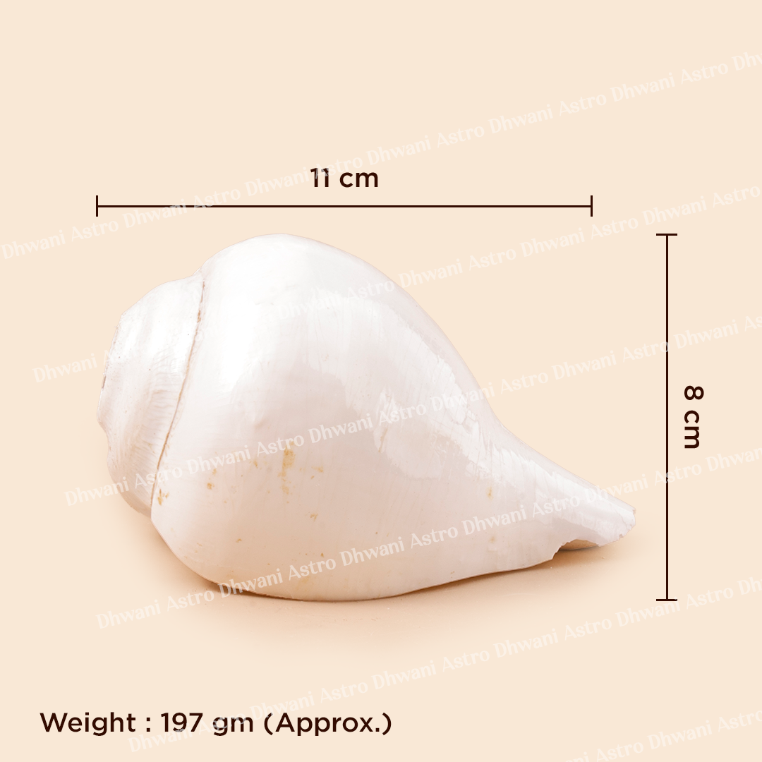 White conch shell with measurements and weight on a beige background