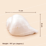 White conch shell with measurements and weight on a beige background