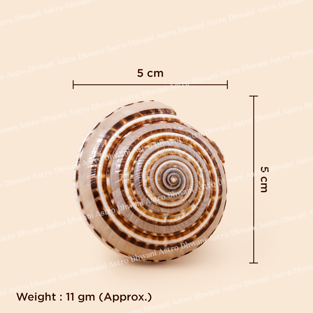 Seashell with dimensions and weight information on a beige background