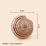 Seashell with dimensions and weight information on a beige background