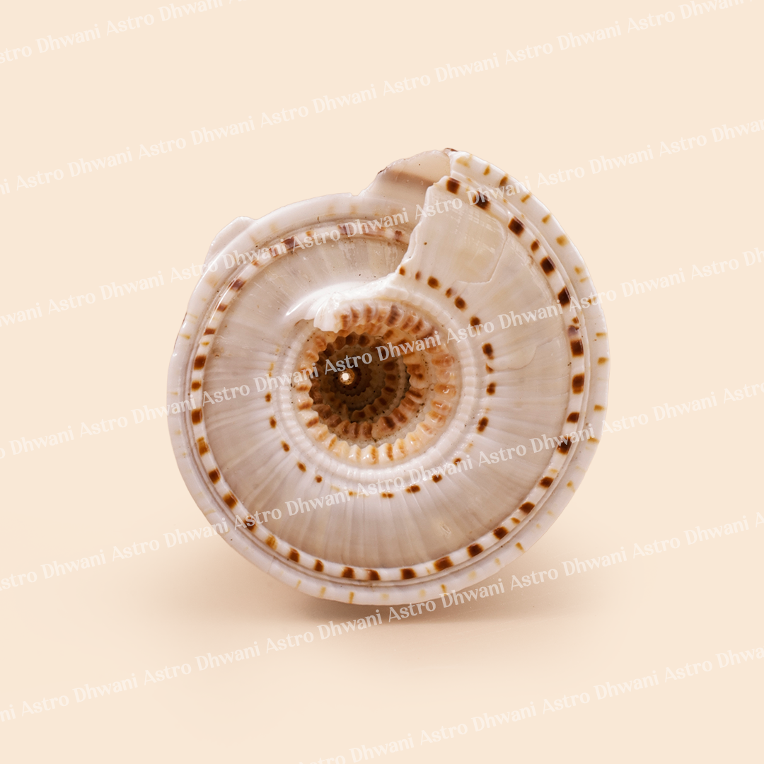 Close-up of a shell with spiral pattern on a beige background