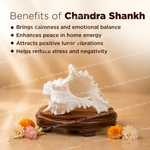 White conch shell on a wooden stand with flowers, text about Chandra Shankh benefits.