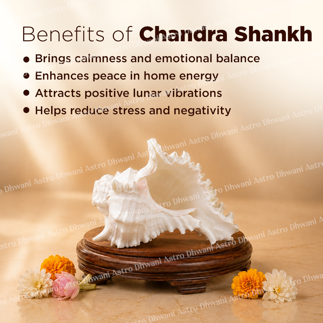 White conch shell on a wooden stand with flowers, text about Chandra Shankh benefits.