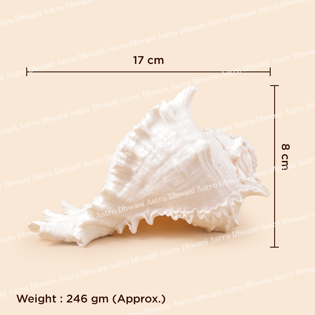 White seashell with measurements and weight on a beige background