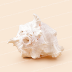 White seashell on a beige background