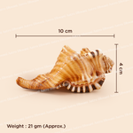 Seashell with measurements and weight on a beige background