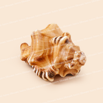 Large seashell on a beige background
