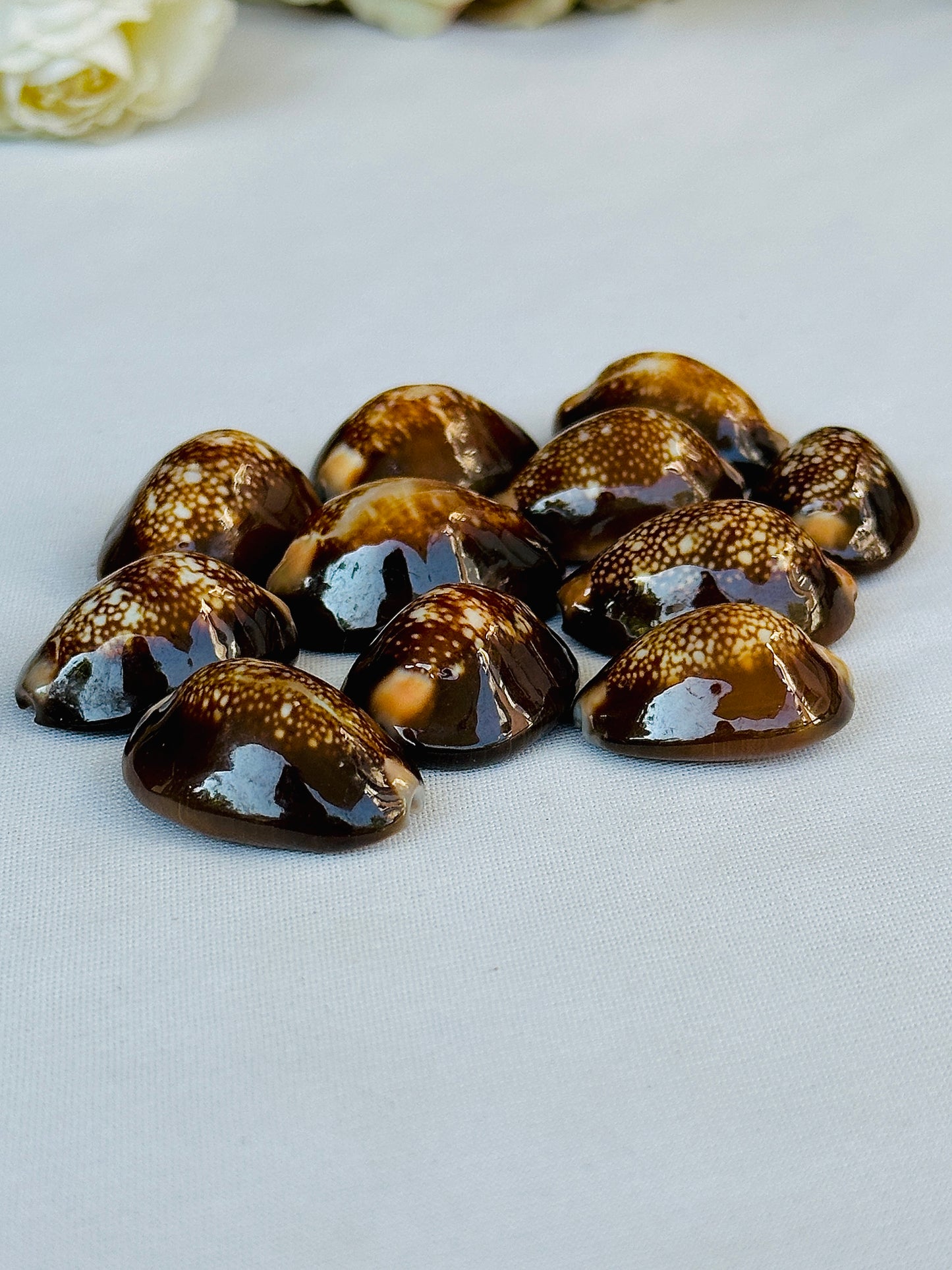 Black Cowrie