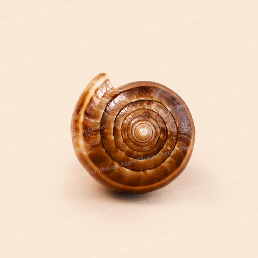 Ketu Shankh For Spiritual Growth Karmic Protection