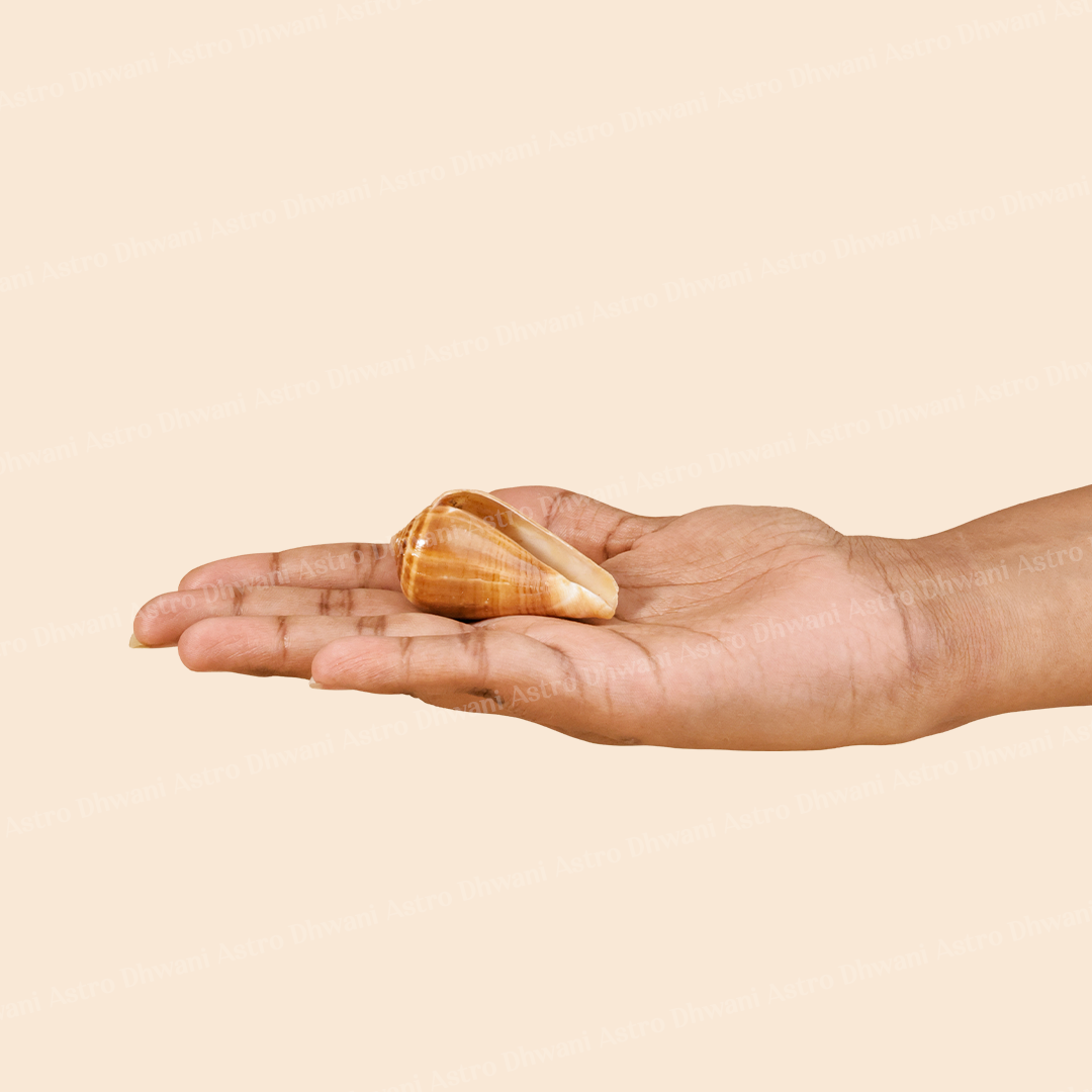 Ketu Shankh For Spiritual Growth Karmic Protection