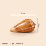 Conical shell with measurements and weight on a beige background