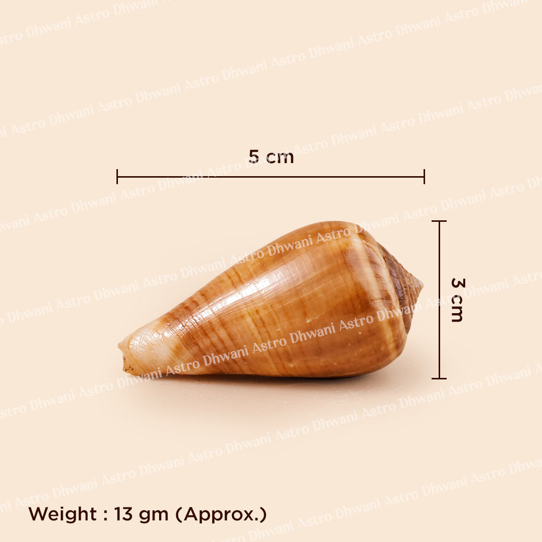 Conical shell with measurements and weight on a beige backgroundKetu Shankh for Spiritual Growth & Karmic Protection