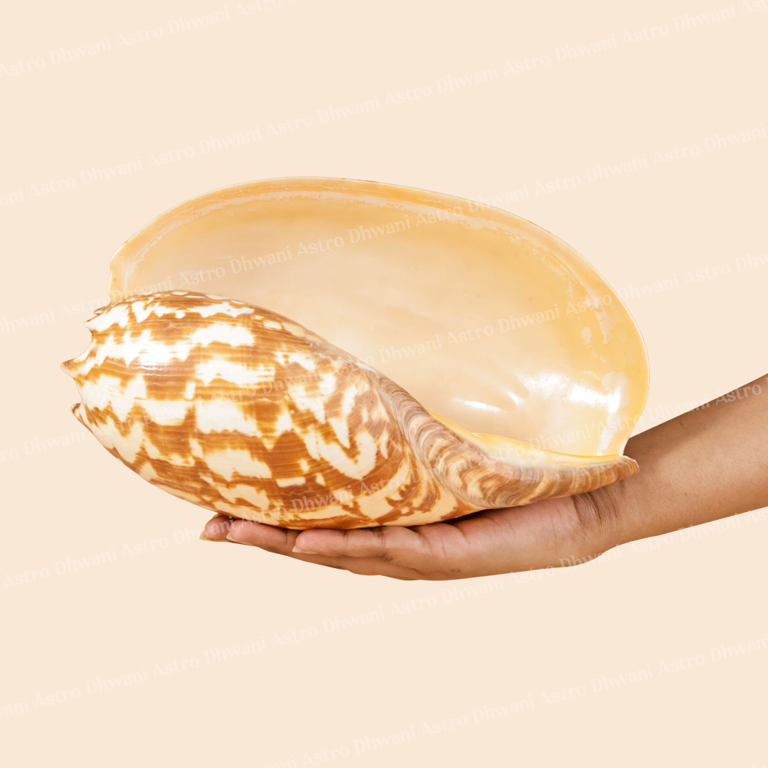 Kuber Shankh For Wealth Stability Lord Kuber Blessings