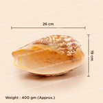 Shell with dimensions and weight information on a beige background