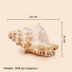 Seashell with measurements and weight information on a beige background