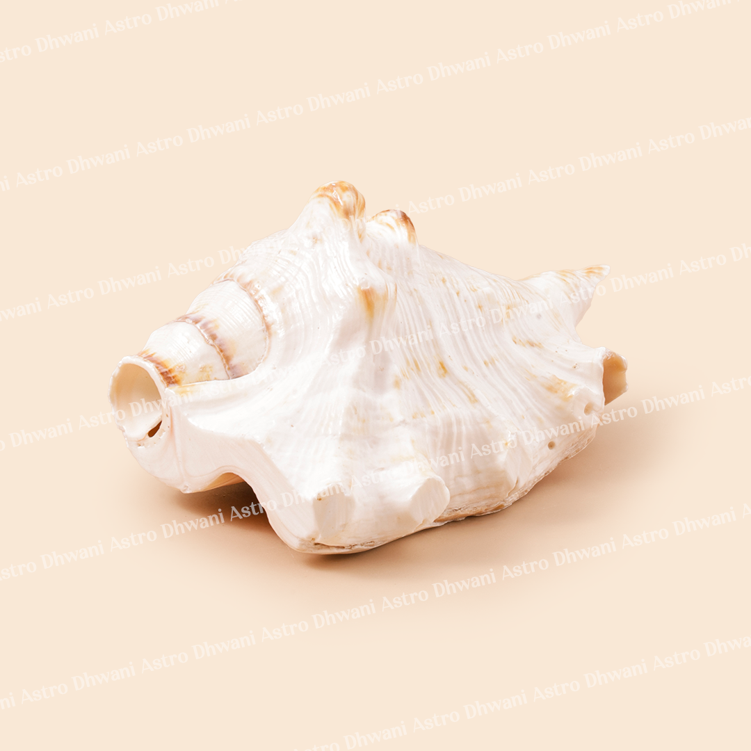 Mangal Shankh for Puja, Vastu & Positive Energy
