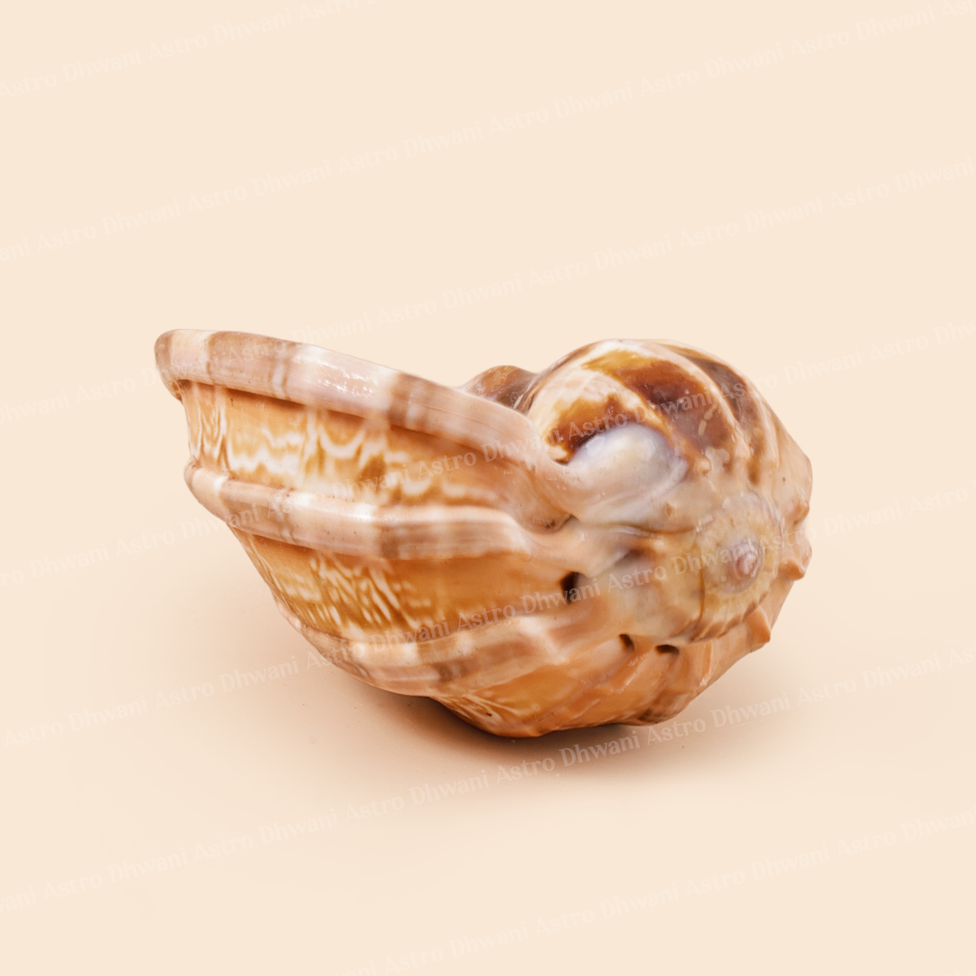 Navnidhi Shankh For Wealth Abundance Kuber Blessings