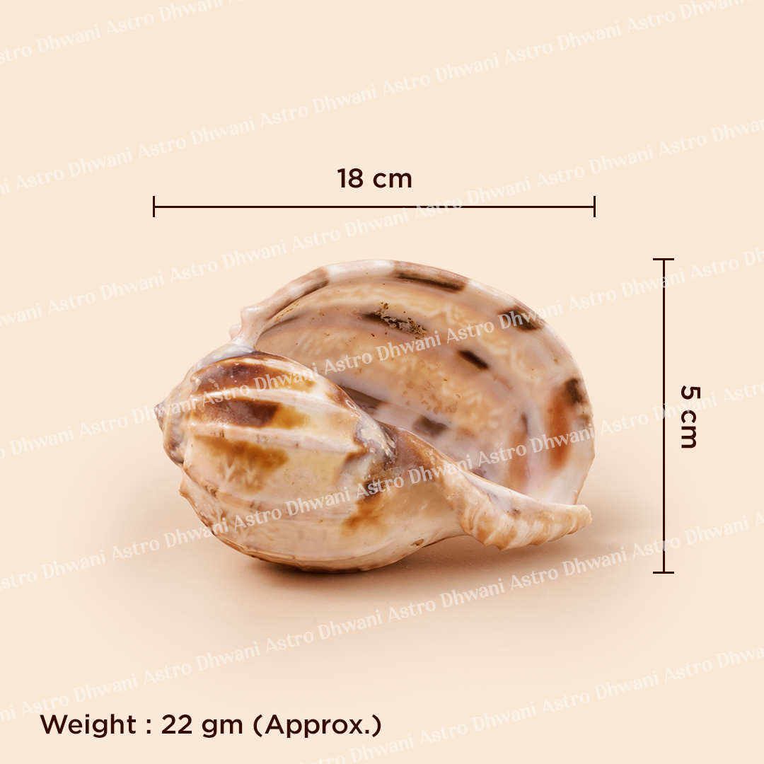 Seashell with dimensions and weight information on a beige backgroundNavnidhi Shankh for Wealth, Abundance & Kuber Blessings