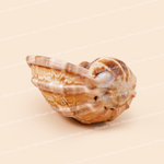 Shell on a beige background