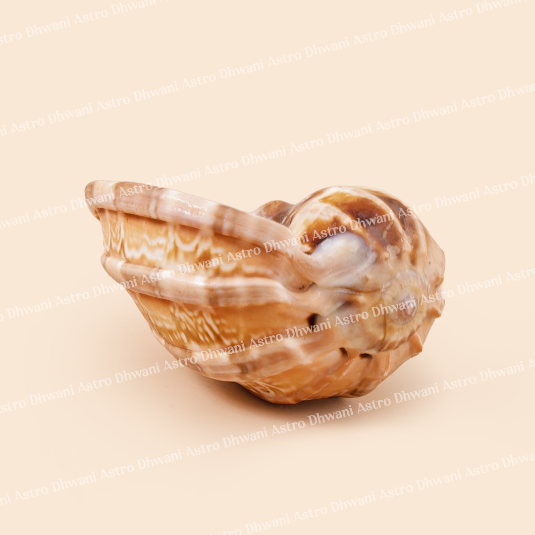 Shell on a beige backgroundNavnidhi Shankh for Wealth, Abundance & Kuber Blessings