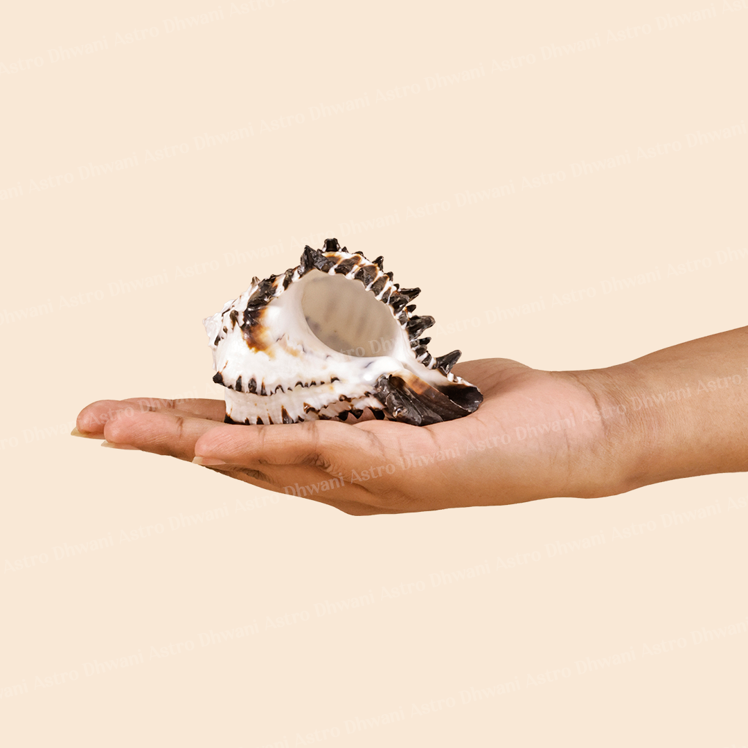 Rahu Shankh For Protection From Negativity Clarity