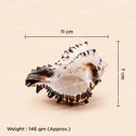 Seashell with dimensions and weight information on a beige background