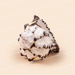 Decorative shell with black and white patterns on a beige background