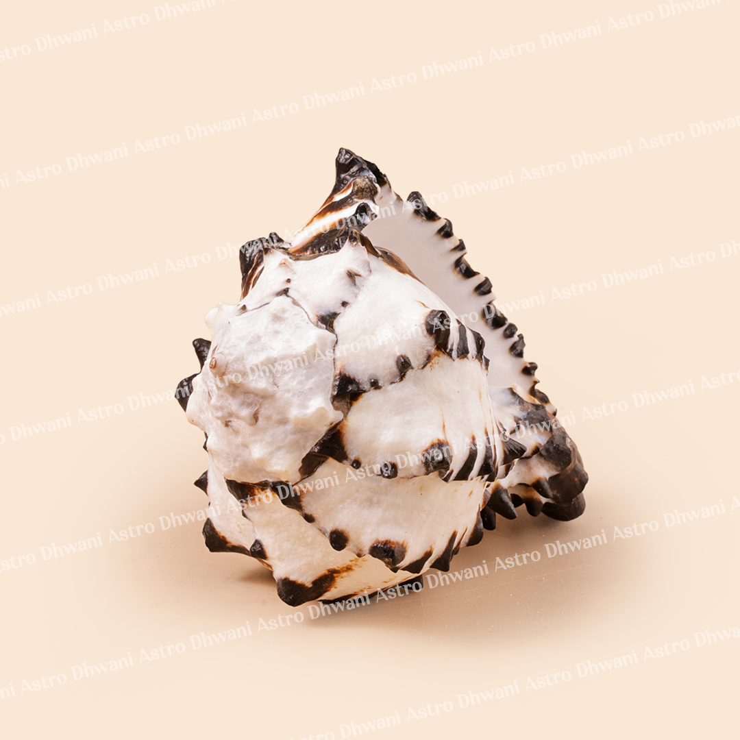 Decorative shell with black and white patterns on a beige backgroundRahu Shankh for Protection from Negativity & Clarity