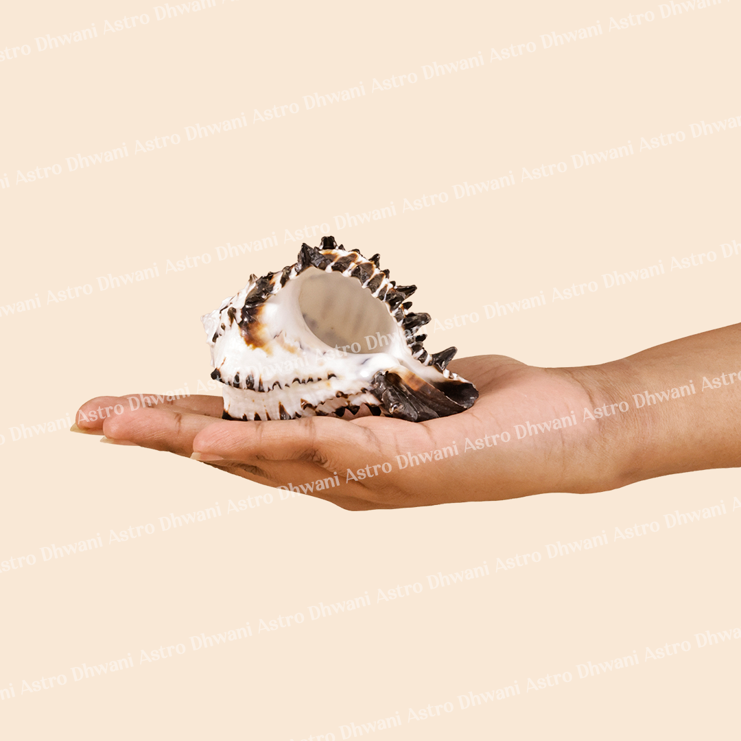 Hand holding a seashell against a beige backgroundRahu Shankh for Protection from Negativity & Clarity
