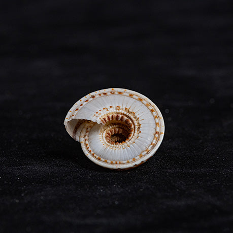 Vishnu Chakra Shankh