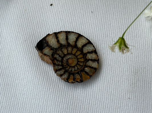 Ammonite Fossil - Abhimantrit