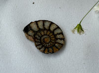 Ammonite Fossil