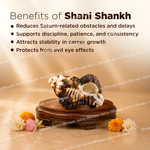 Shani Shankh with benefits listed on a wooden stand against a blurred background