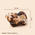 Shell with measurements and weight on a beige background