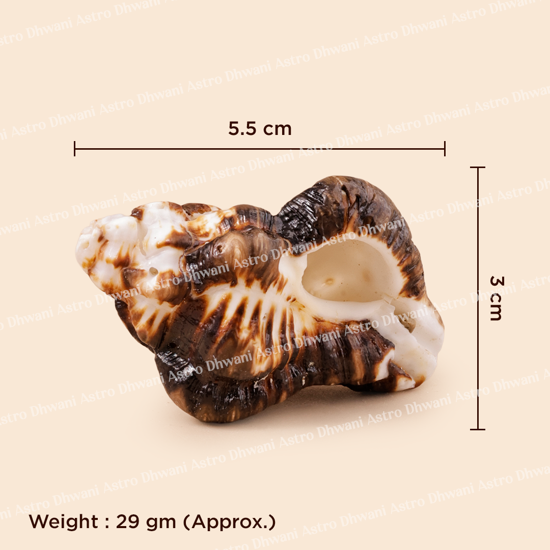 Shell with measurements and weight on a beige backgroundShani Shankh for Saturn Balance & Protection Energy