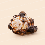 Brown and white shell on a beige background