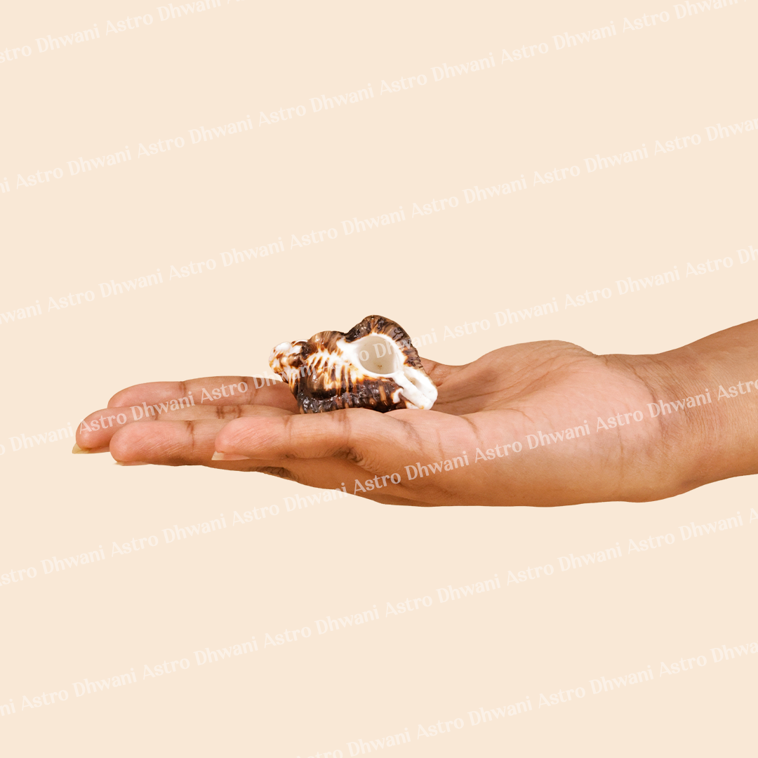 Hand holding a small shell against a beige backgroundShani Shankh for Saturn Balance & Protection Energy