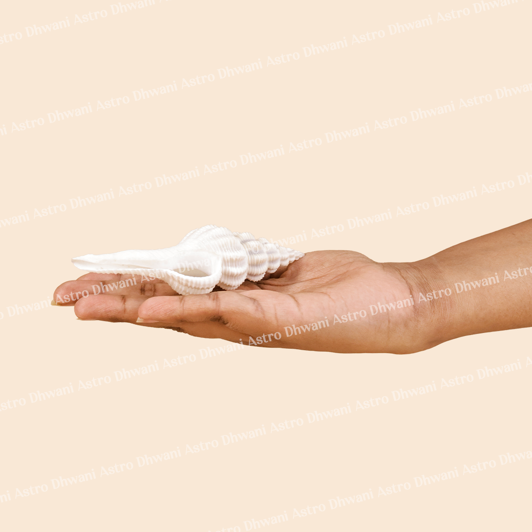 Hand holding a white shell against a beige background